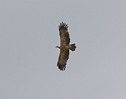 Tawny eagle (aquila rapax),  Serengeti